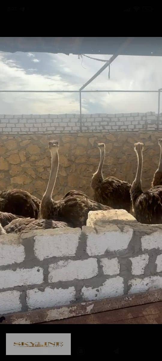 2 WhatsApp Image 2025-12-26 at 08.27. 22. jpeg