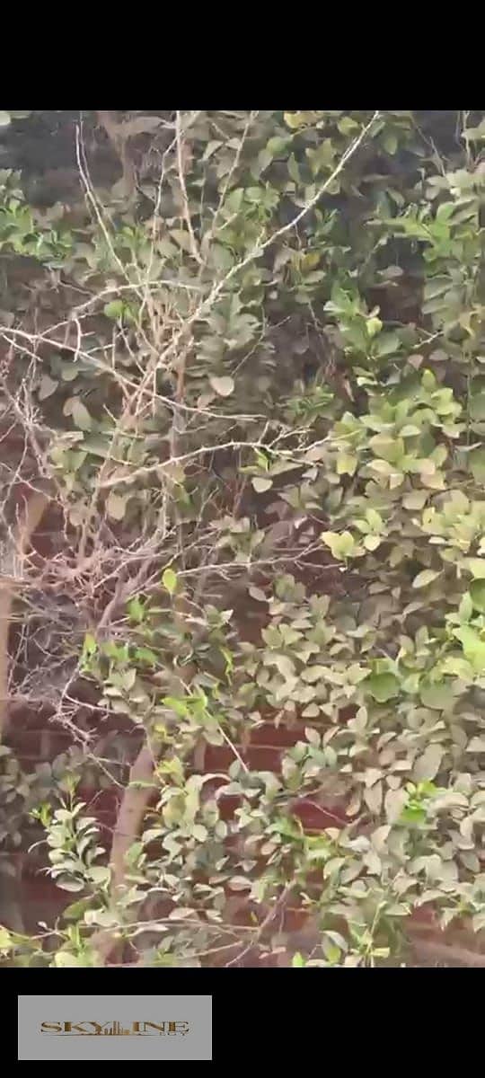 4 WhatsApp Image 2025-12-26 at 08.27. 17 (2). jpeg