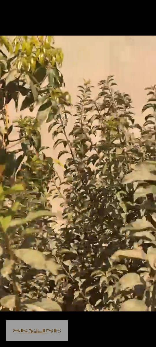 9 WhatsApp Image 2025-12-26 at 08.27. 18. jpeg