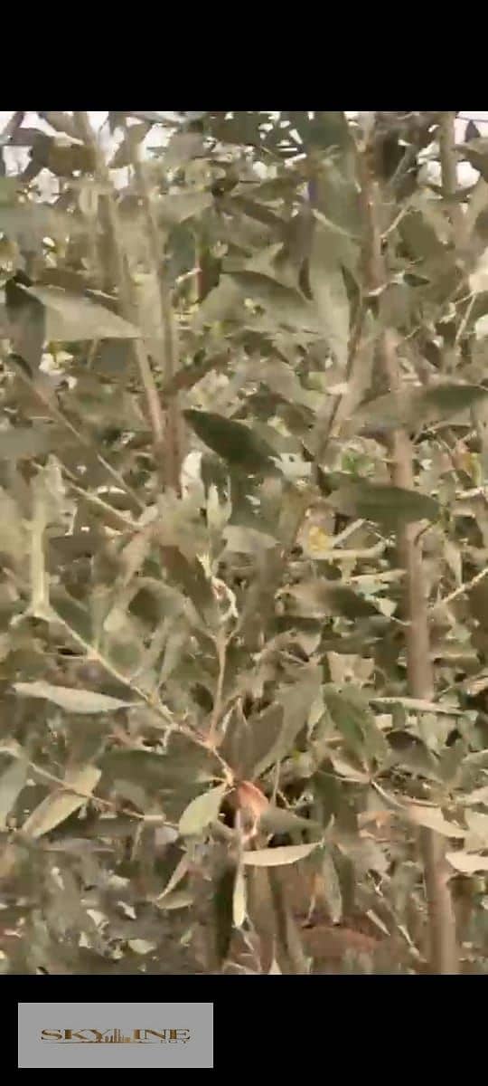 11 WhatsApp Image 2025-12-26 at 08.27. 19 (2). jpeg