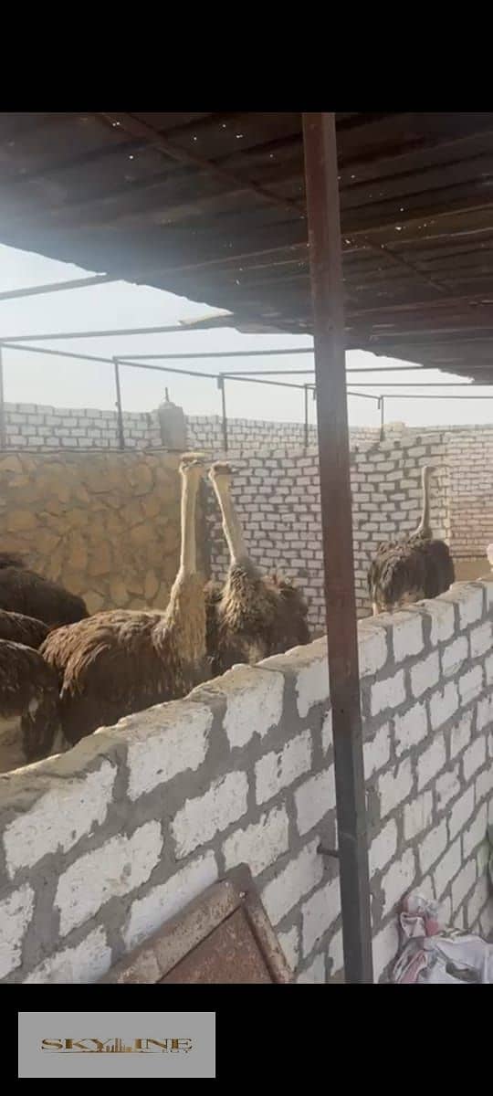 19 WhatsApp Image 2025-12-26 at 08.27. 21. jpeg