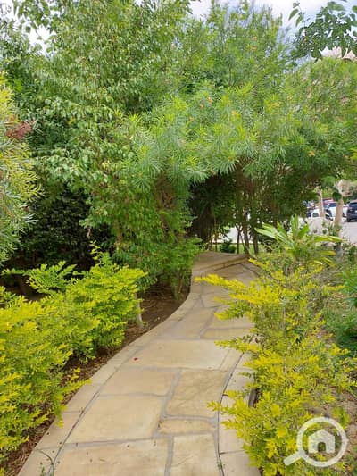 1 Bedroom Flat for Rent in New Cairo, Cairo - d354c9cd-64c3-4bb7-a9f2-a621a436048c. jpeg