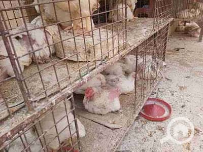 Retail for Rent in Agami, Alexandria - 1000514465. jpg