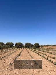 7 images - 2025-12-30T142728.930. jpg