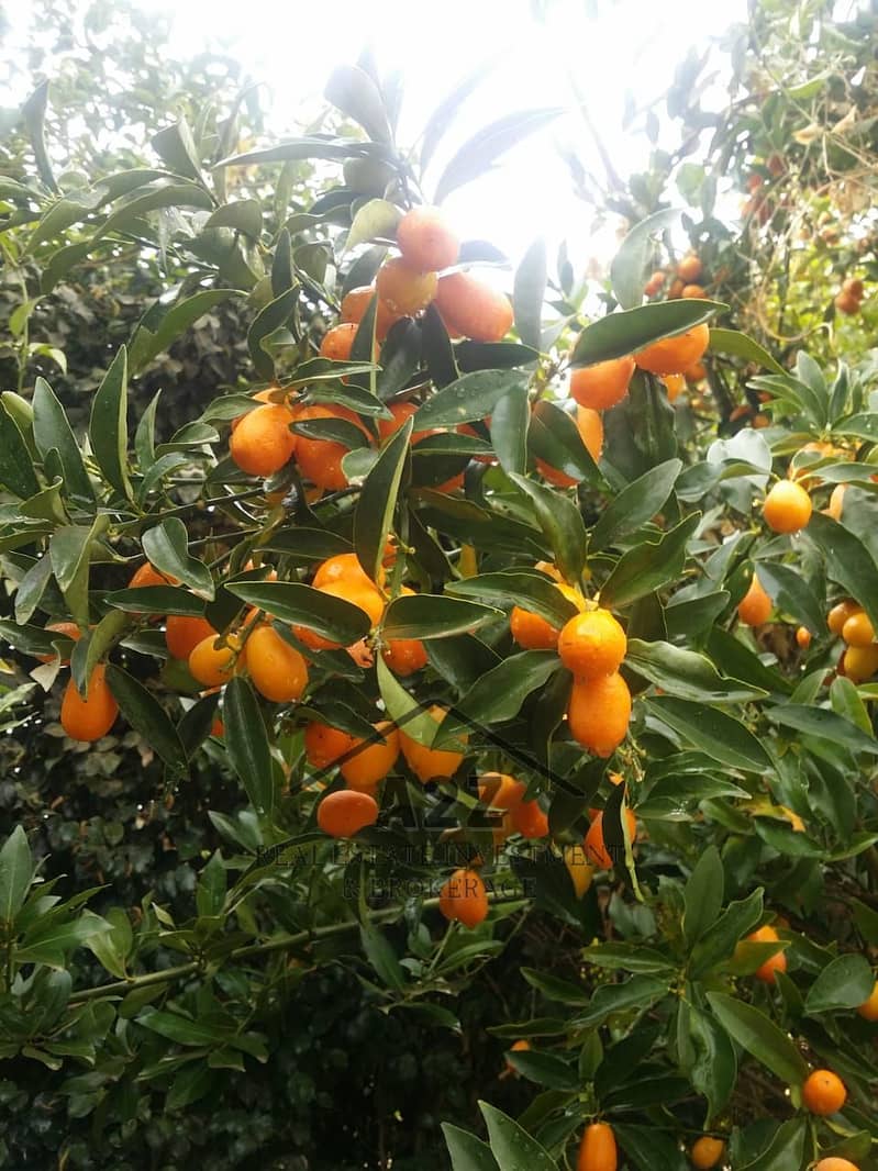 16 WhatsApp Image 2020-10-26 at 10.12. 24 PM (2). jpeg