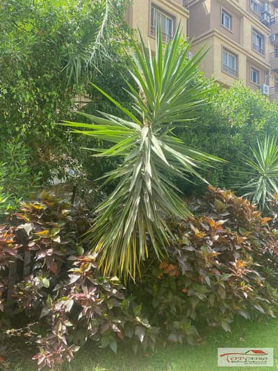 3 Bedroom Flat for Sale in Madinaty, Cairo - WhatsApp Image 2025-12-17 at 1.52. 33 PM (1). jpeg