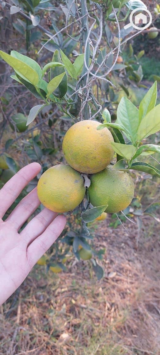 5 WhatsApp Image 2026-01-05 at 8.04. 48 AM (2). jpeg