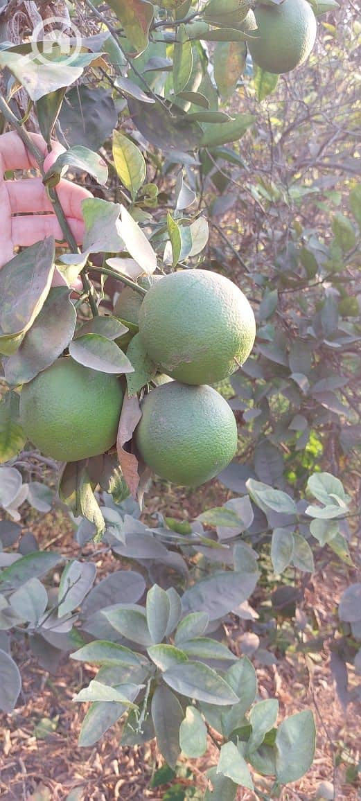 6 WhatsApp Image 2026-01-05 at 8.04. 49 AM (1). jpeg