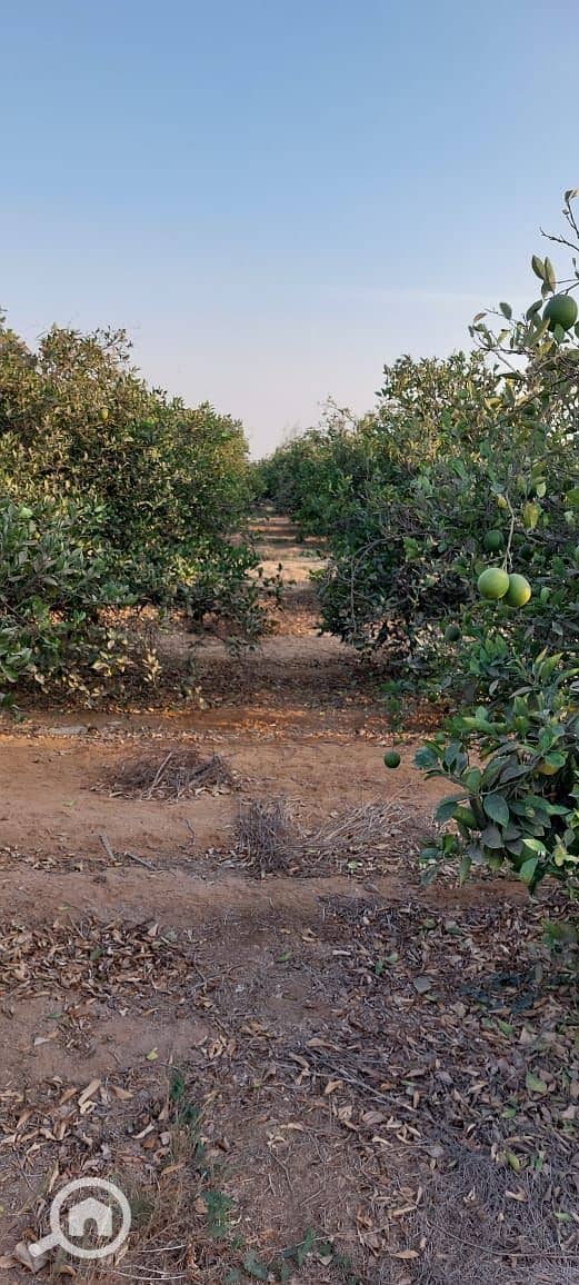 11 WhatsApp Image 2026-01-05 at 8.04. 49 AM. jpeg