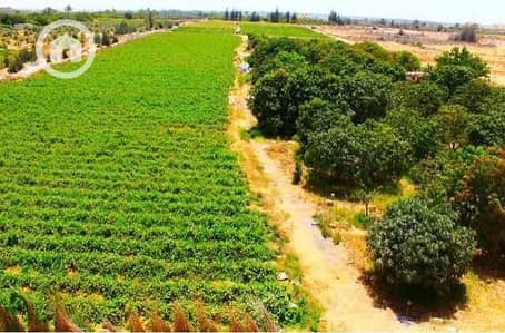 زراعي  للبيع في 6 أكتوبر، الجيزة - WhatsApp Image 2026-01-03 at 10.09. 03 PM. jpeg