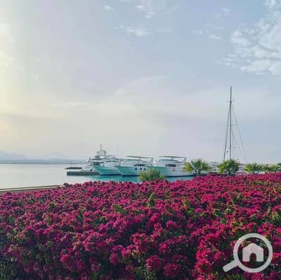 2 Bedroom Chalet for Sale in Soma Bay, Red Sea - 401720184_260023270388367_4785371935837141691_n. jpg