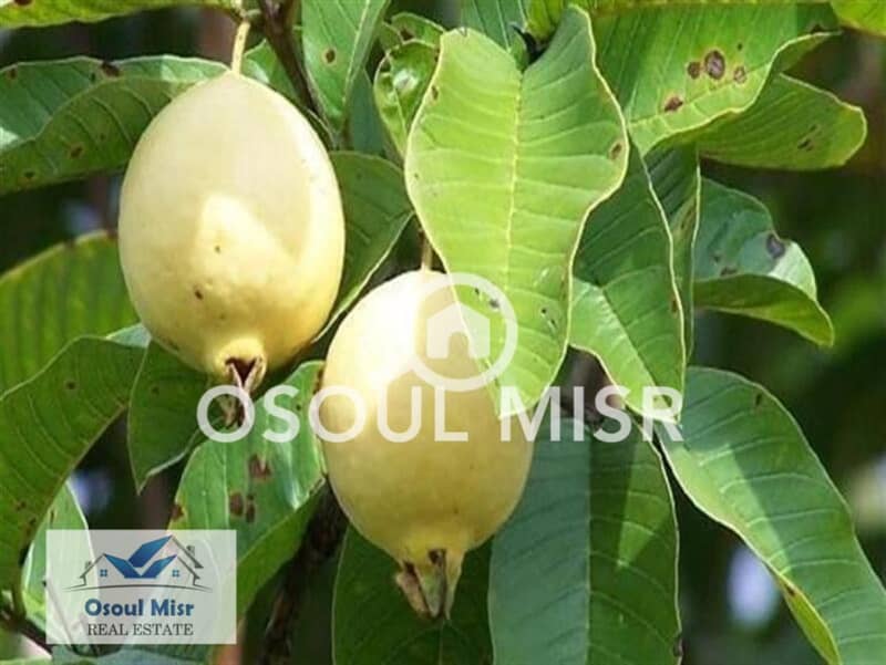 7 WhatsApp Image 2023-06-11 at 11.15. 48 AM (1). jpeg