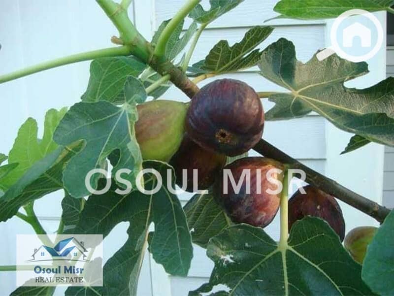 8 WhatsApp Image 2023-06-11 at 11.15. 48 AM (7). jpeg