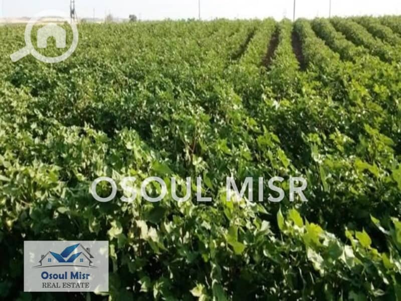 9 WhatsApp Image 2023-06-11 at 11.15. 48 AM. jpeg