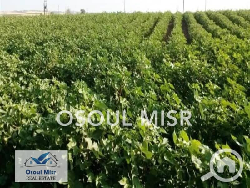 8 WhatsApp Image 2023-06-11 at 11.15. 48 AM - Copy. jpeg