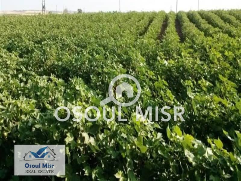 9 WhatsApp Image 2023-06-11 at 11.15. 48 AM. jpeg