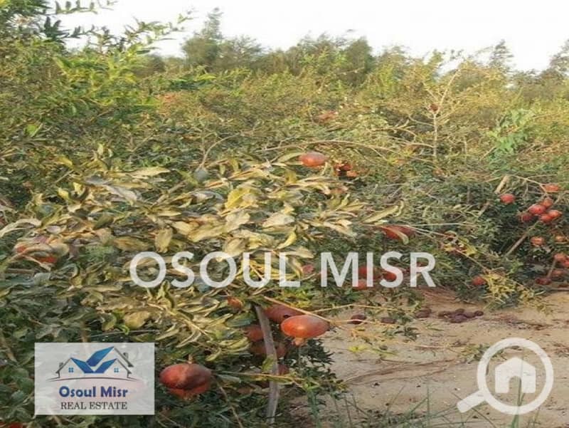 8 WhatsApp Image 2023-06-11 at 11.15. 48 AM (3). jpeg