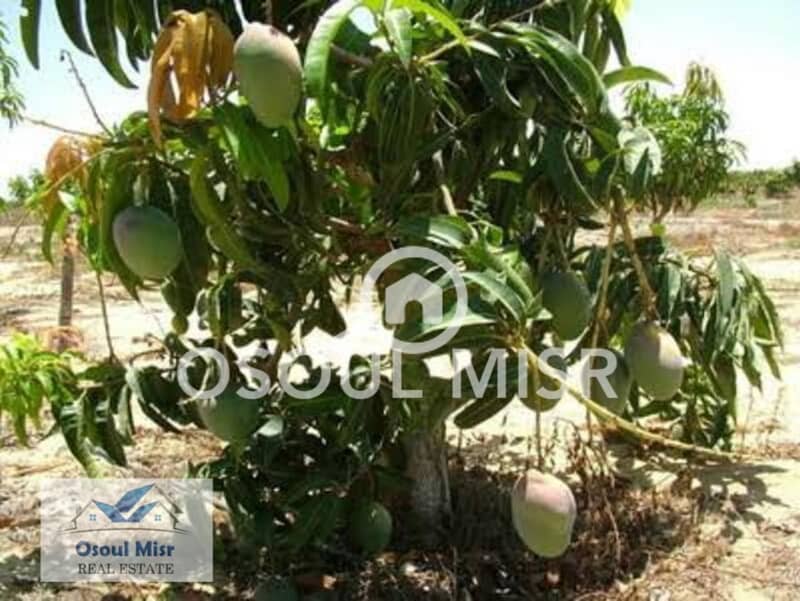 9 WhatsApp Image 2023-06-11 at 11.15. 48 AM (4). jpeg