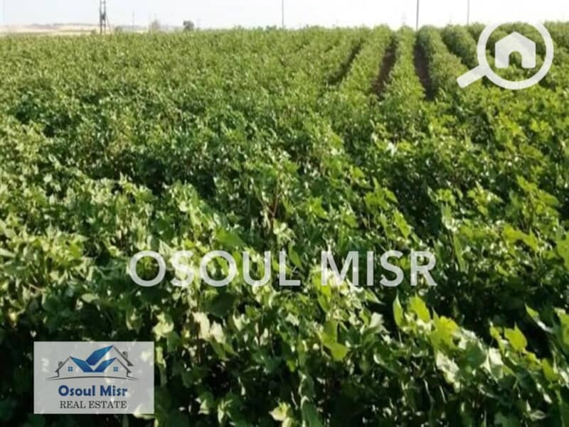 10 WhatsApp Image 2023-06-11 at 11.15. 48 AM. jpeg