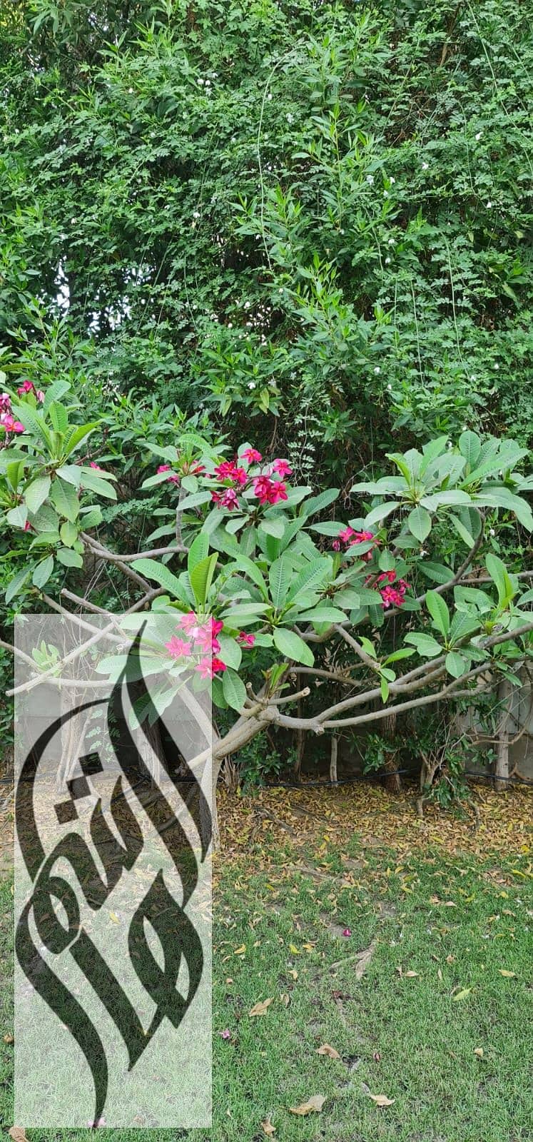 13 WhatsApp Image 2025-12-27 at 11.18. 31 AM (15). jpeg