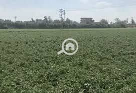Agricultural for Sale in Tanta, Gharbia - ارض بالمنوفيه. jpg