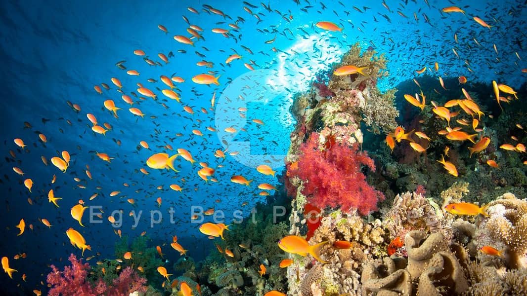 8 4pJxahJrZLfQhmA6p5659k-1200-80. jpg