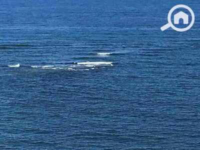 3 Bedroom Flat for Rent in Asafra, Alexandria - 1000104940. jpg