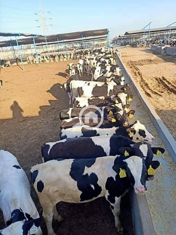 3 WhatsApp Image 2026-01-27 at 4.29. 43 PM (1). jpeg