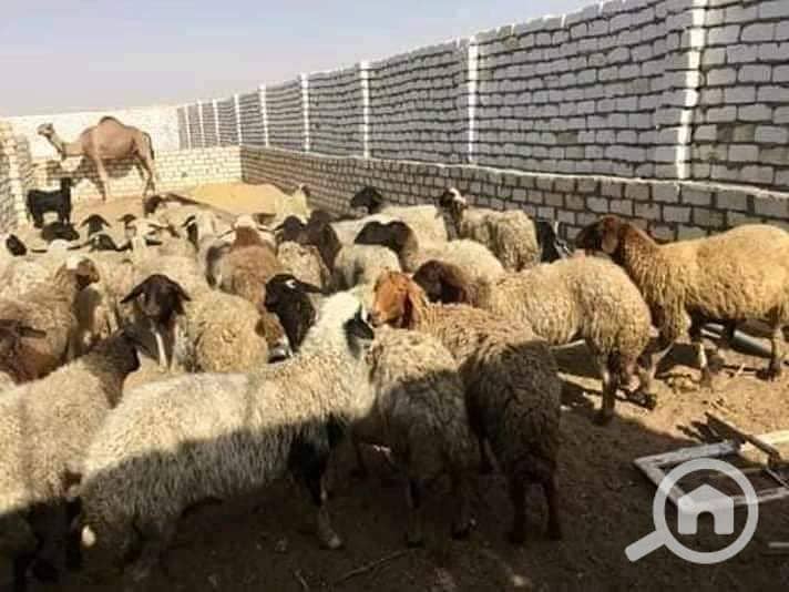 2 WhatsApp Image 2026-01-27 at 4.39. 18 PM (1). jpeg