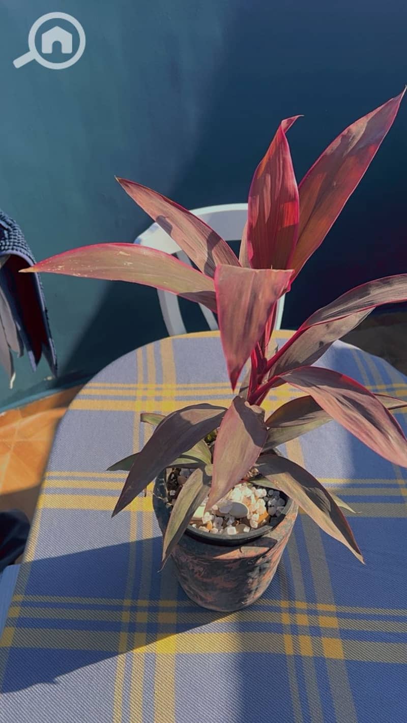 11 WhatsApp Image 2026-01-27 at 10.36. 35 PM (2). jpeg