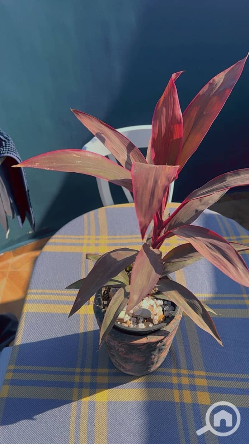 10 WhatsApp Image 2026-01-27 at 10.36. 35 PM (2). jpeg