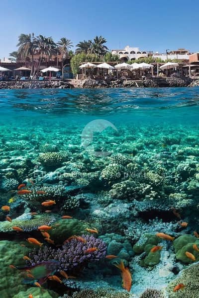 2 Bedroom Villa for Sale in Soma Bay, Red Sea - efewf. jpeg