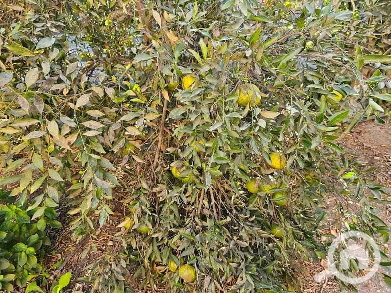 3 IMG-20241214-WA0008. jpg