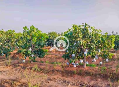 زراعي  للبيع في العاشر من رمضان، الشرقية - IMG-20260201-WA0002. jpg