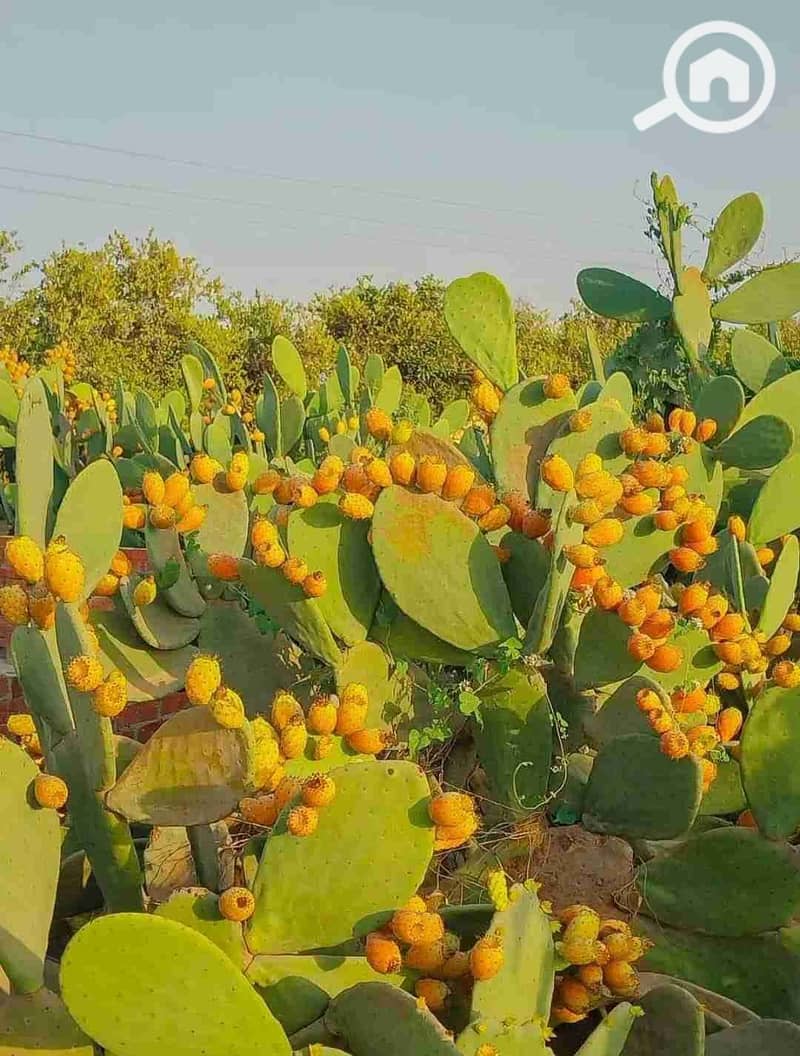 2 IMG-20260201-WA0000. jpg