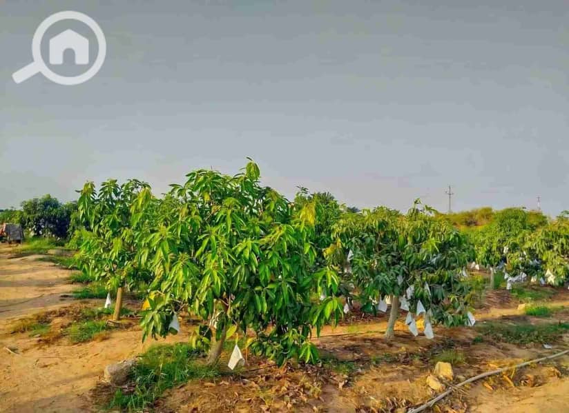 3 IMG-20260201-WA0003. jpg