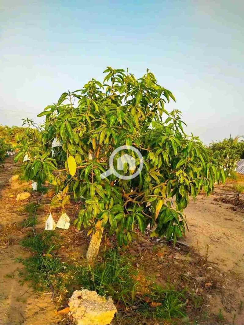 6 IMG-20260201-WA0001. jpg