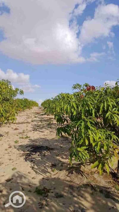 زراعي  للبيع في 6 أكتوبر، الجيزة - 1000065360. jpg