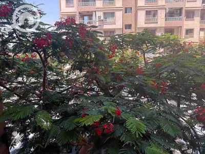 2 Bedroom Flat for Rent in Madinaty, Cairo - 1001486065. jpg