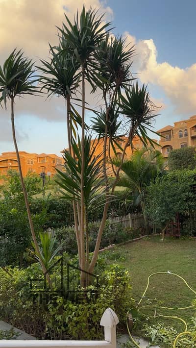 3 Bedroom Apartment for Sale in Sheikh Zayed, Giza - WhatsApp Image 2026-03-31 at 11.31. 45 PM. jpeg 3 Bedroom Apartment for Sale in Sheikh Zayed, Giza - WhatsApp Image 2026-03-31 at 11.31. 45 PM. jpeg