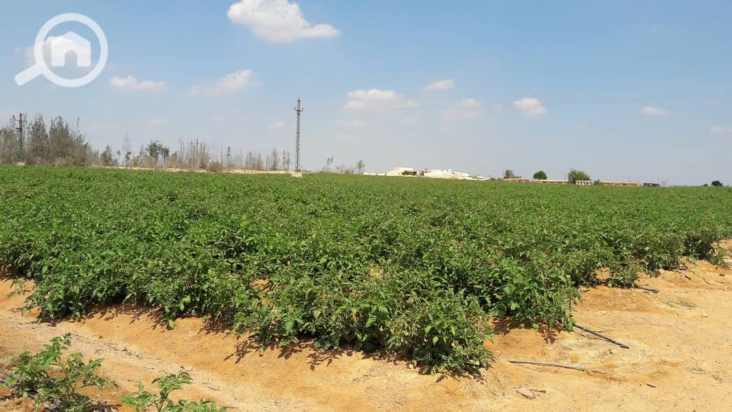 Multi-purpose land plot for sale in the heart of New Cairo (Fifth Settlement) – pohled 5