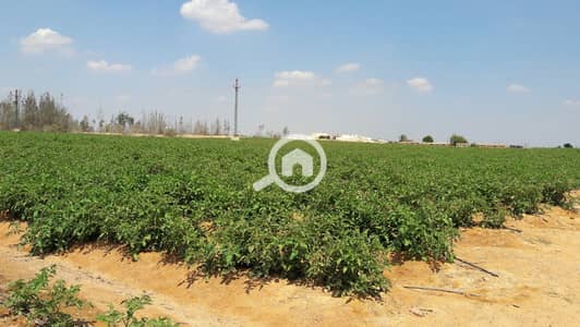 Commercial Land for Sale in 6th of October, Giza - 1 مزرعة للبيع طريق مصر اسكندرية, اراضى للبيع على طريق مصر اسكندرية الصحراوى, اراضى للبيع طريق مصر اسكندرية الصحراوى, اراضى زراعية للبيع طريق مصر اسكندرية الصحراوى, مزارع مصر اسكندرية الصحراوى. jpg