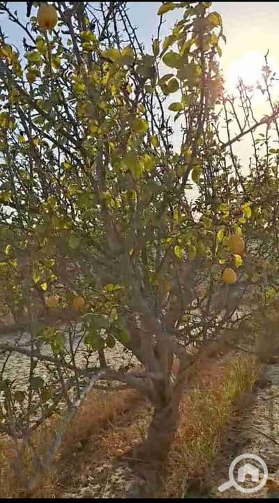 Agricultural Land for Sale in Wadi al-Natrun, Beheira - Screenshot_٢٠٢٦٠٥٢٠-٠١٥٣٥٩~2. jpg Agricultural Land for Sale in Wadi al-Natrun, Beheira - Screenshot_٢٠٢٦٠٥٢٠-٠١٥٣٥٩~2. jpg