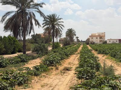 Agricultural Land for Sale in 6th of October, Giza - أرض زراعية 102 فدان واجهة مباشرة علي طريق مصر أسكندريه الصحراوي أمام ا Agricultural Land for Sale in 6th of October, Giza - أرض زراعية 102 فدان واجهة مباشرة علي طريق مصر أسكندريه الصحراوي أمام ا