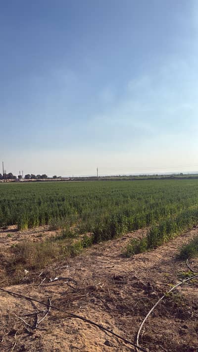 Agricultural Land for Sale in Wadi al-Natrun, Beheira - ارض زراعيه للبيع بوادي النطرون Agricultural Land for Sale in Wadi al-Natrun, Beheira - ارض زراعيه للبيع بوادي النطرون