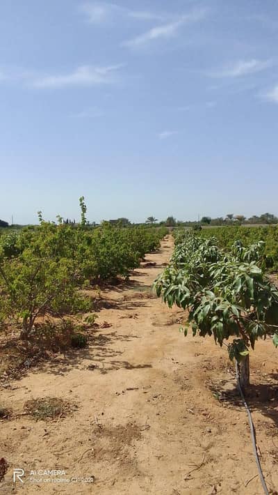 Agricultural Land for Sale in 10th of Ramadan, Sharqia - مزرعة مانجا ٥ فدان جمعية التوفيق الزراعية Agricultural Land for Sale in 10th of Ramadan, Sharqia - مزرعة مانجا ٥ فدان جمعية التوفيق الزراعية