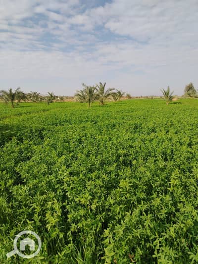Agricultural Land for Sale in Wadi al-Natrun, Beheira - WhatsApp Image 2026-06-24 at 12.02. 34 PM (2). jpeg Agricultural Land for Sale in Wadi al-Natrun, Beheira - WhatsApp Image 2026-06-24 at 12.02. 34 PM (2). jpeg