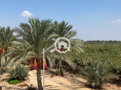 Agricultural Land for Sale in 6th of October, Giza - IMG-20231113-WA0008. jpg Agricultural Land for Sale in 6th of October, Giza - IMG-20231113-WA0008. jpg