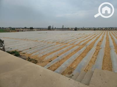 Agricultural Land for Sale in 6th of October, Giza - WhatsApp Image 2026-07-08 at 17.28. 50. jpeg Agricultural Land for Sale in 6th of October, Giza - WhatsApp Image 2026-07-08 at 17.28. 50. jpeg