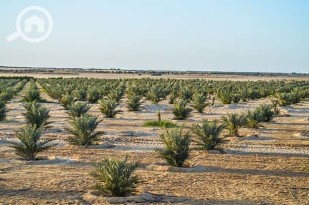 Agricultural Land for Sale in Farafra, New Valley - WhatsApp Image 2026-07-16 at 12.58. 46. jpeg Agricultural Land for Sale in Farafra, New Valley - WhatsApp Image 2026-07-16 at 12.58. 46. jpeg